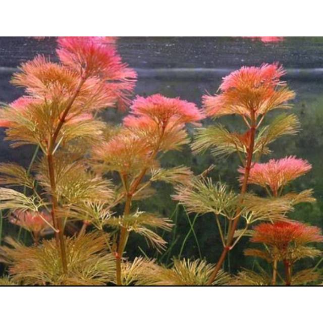Cabomba red tanaman aquascape kabomba Shopee Indonesia Cabomba red tanaman aquascape kabomba Shopee Indonesia