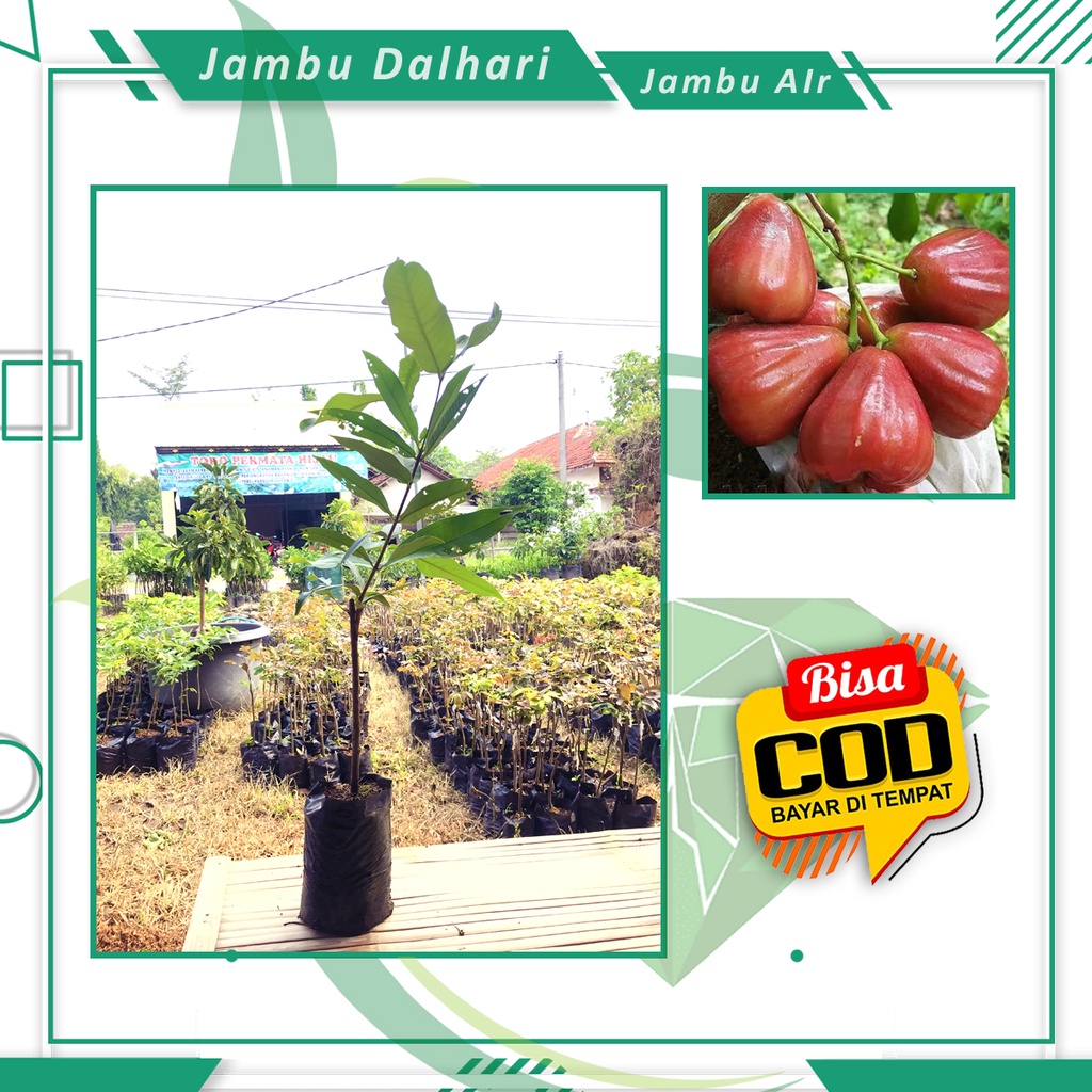 Bibit Jambu Dalhari Tanaman Buah Jambu Air Super Okulasi [ SIAP KIRIM ]