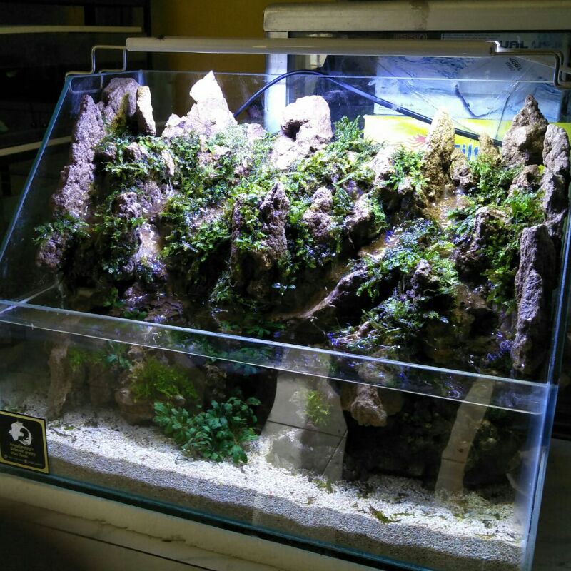 paludarium 40cm