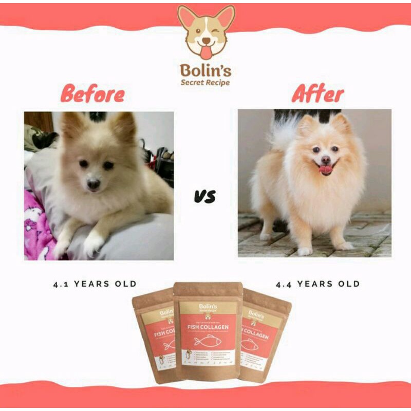 Bolin's secret recipe / bolins fish collagen / bolin pure fish collagen / vitamin bulu anjing kucing