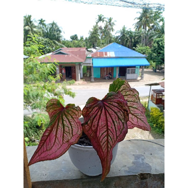 TANAMAN HIAS CALADIUM INFINITY | KELADI INFINITY | KELADI HIAS | KELADI MURAH
