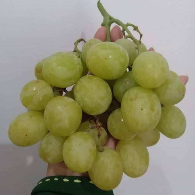 Anggur Autumn Crisp (green)