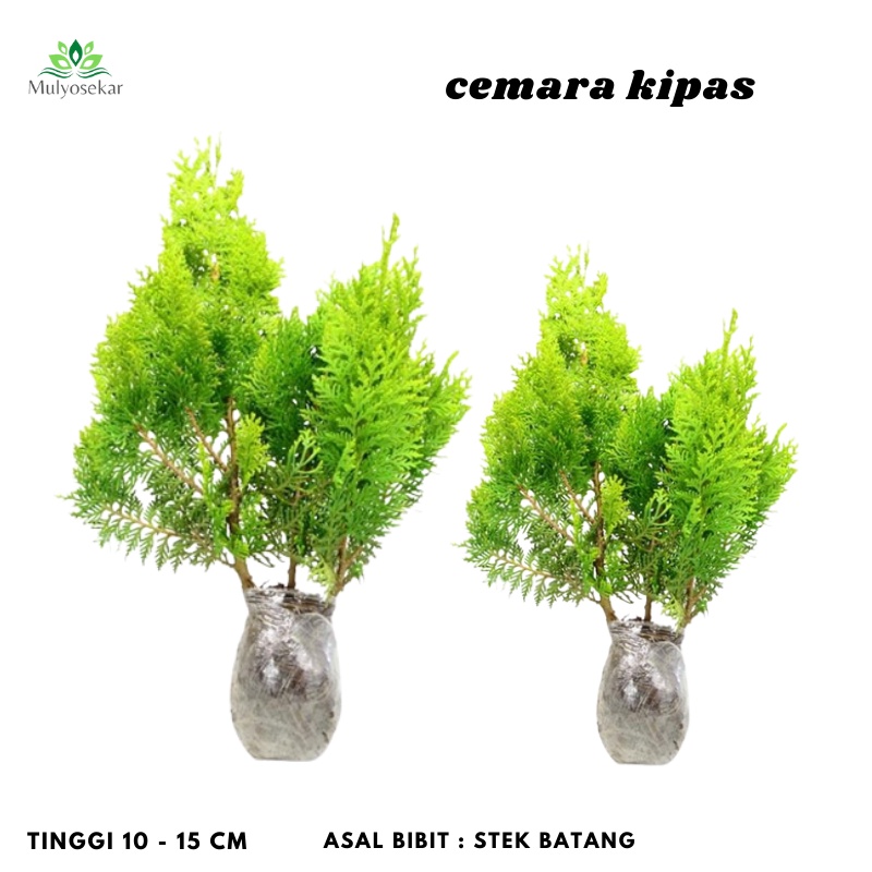 Tanaman Hias Cemara Kipas - Cupressaceae