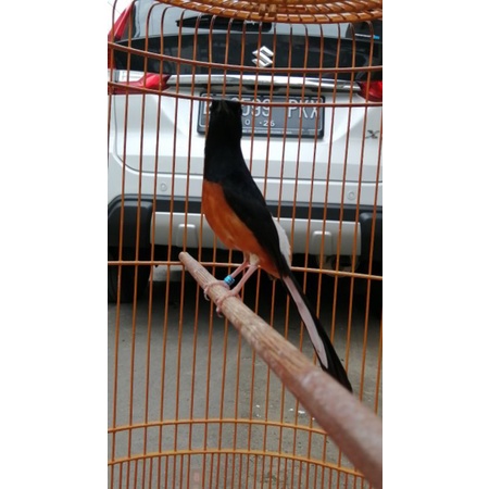 murai baru medan Pastol prospek