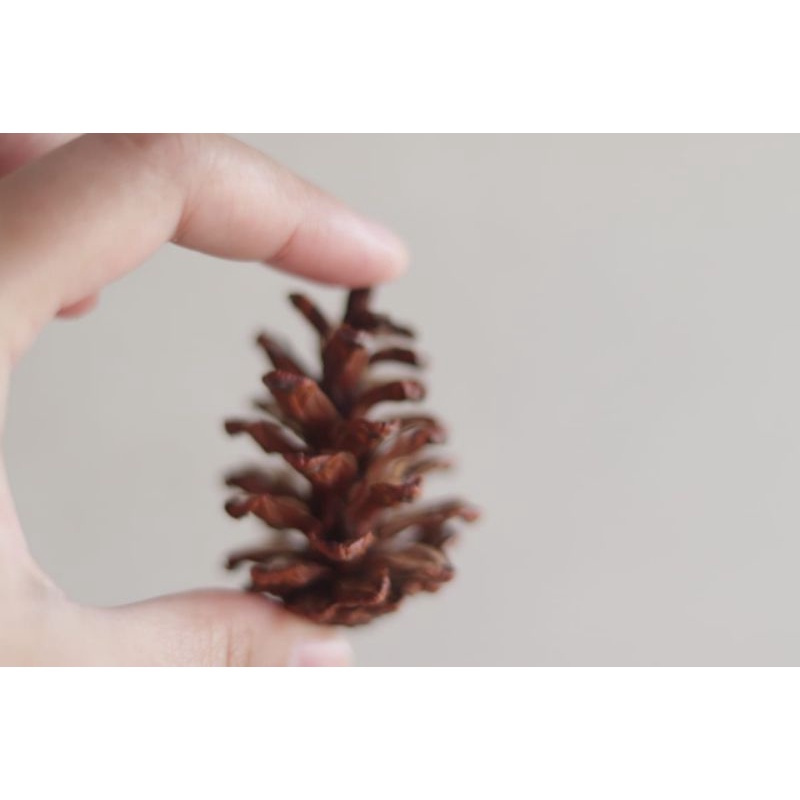 Biji Pinus / Bunga Pinus / pinus kering