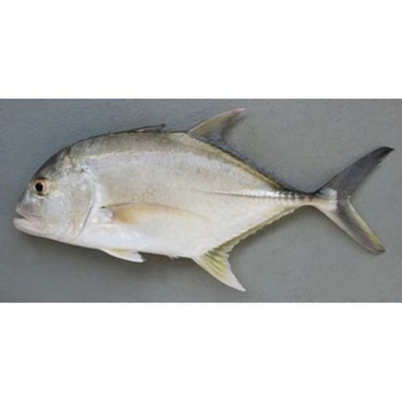 

ikan kue kueh segar fresh 1 kg