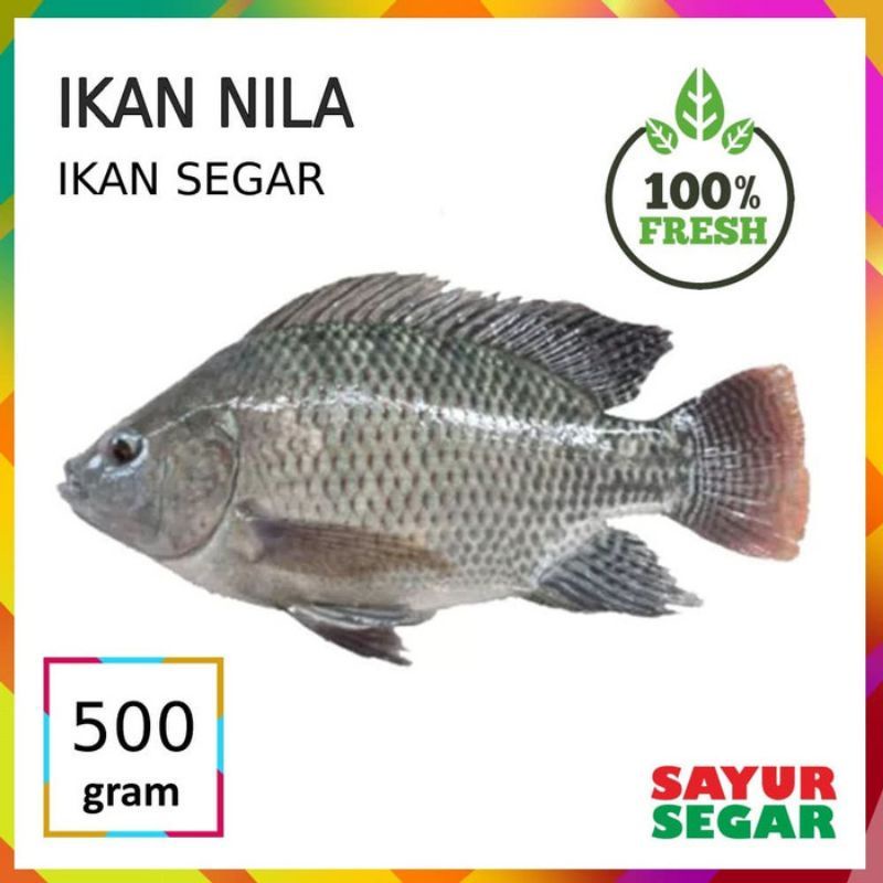 

500 gram ikan nila fresh segar sudah di bersihkan