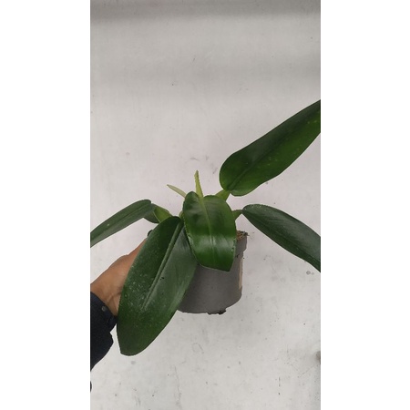 philo katak atau eceng