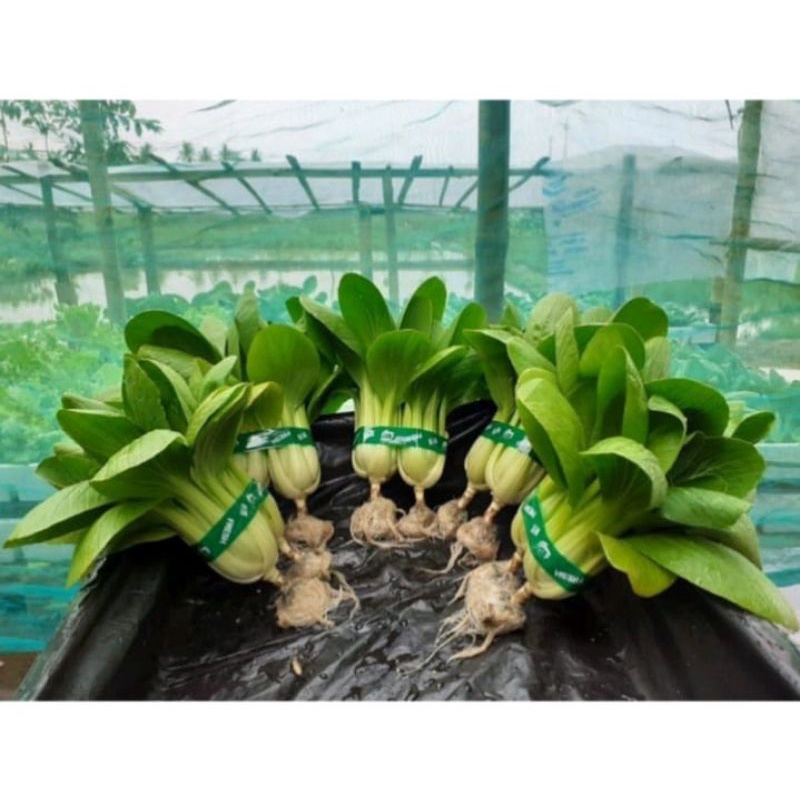 

Sayur pakcoy hidrophonik 250g