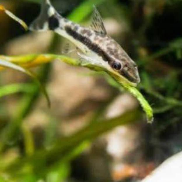 Diskon Ikan Hias Otocinclus Affinis Import Pembersih Alga