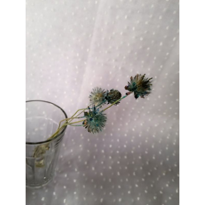 ilalang kering bunga kering biru rumput kering bunga rustic bunga hiasan kamar hiasan kamar kekinian