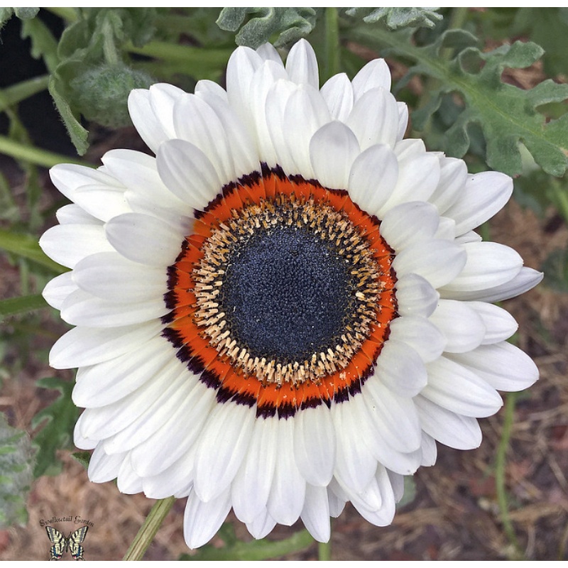 Benih Bibit Biji - Bunga Venidium Cape Daisy Zulu Prince (Arctotis fastuosa) Flower Seeds - IMPORT