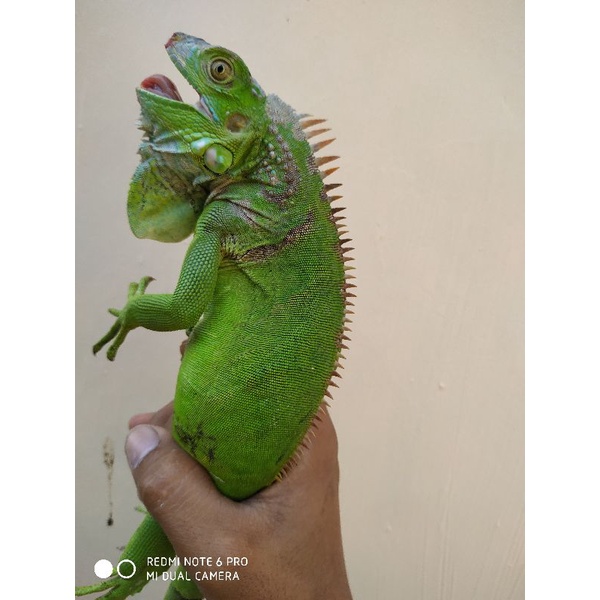 IGUANA GREEN BETINA