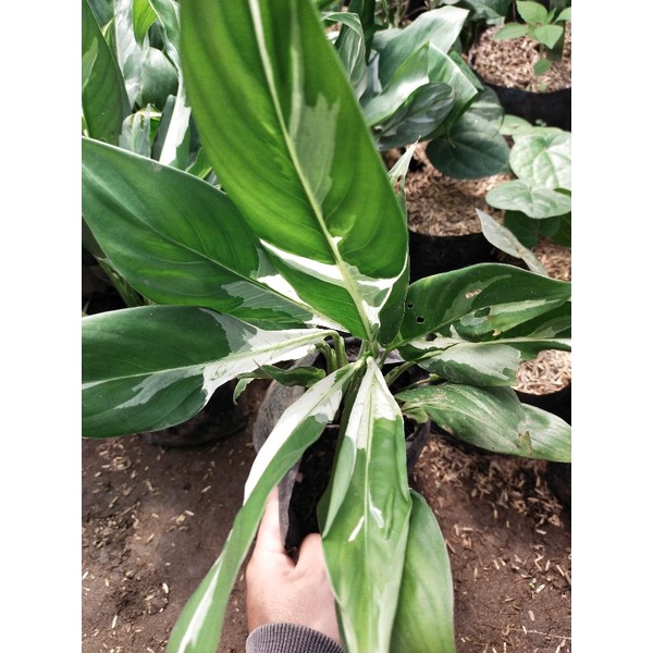 TANAMAN HIAS SEPATU FILUM VARIGATA /PEACH LILY VARIGATA PUTIH