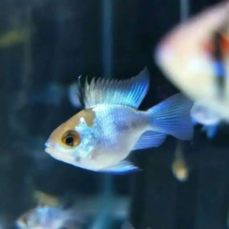 blue elektrik ikan hias aquascape