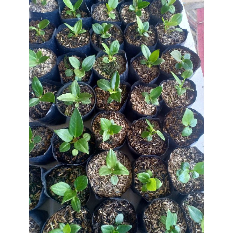 bibit jemani non-varigata