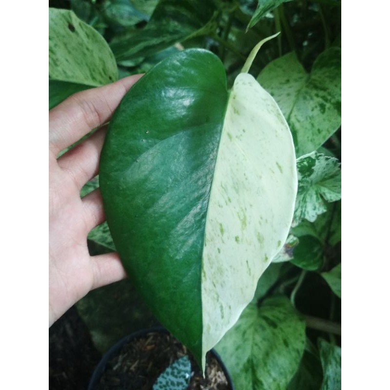 Epipremnum Marble Queen / Sirih Variegata