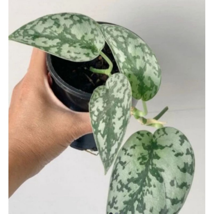 scindapsus silver lady

