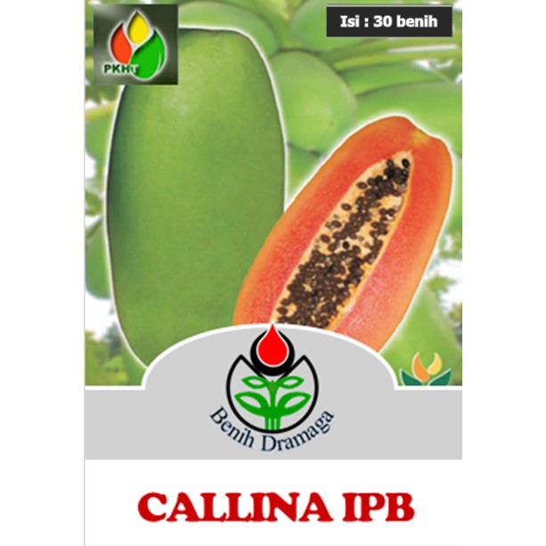 Benih Pepaya Callina IPB (IPB9)-1