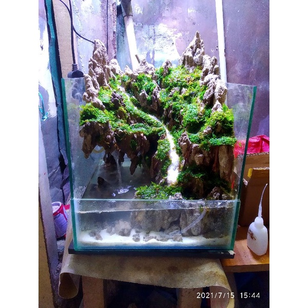 hardscape paludarium tebing batu pasir 25cm