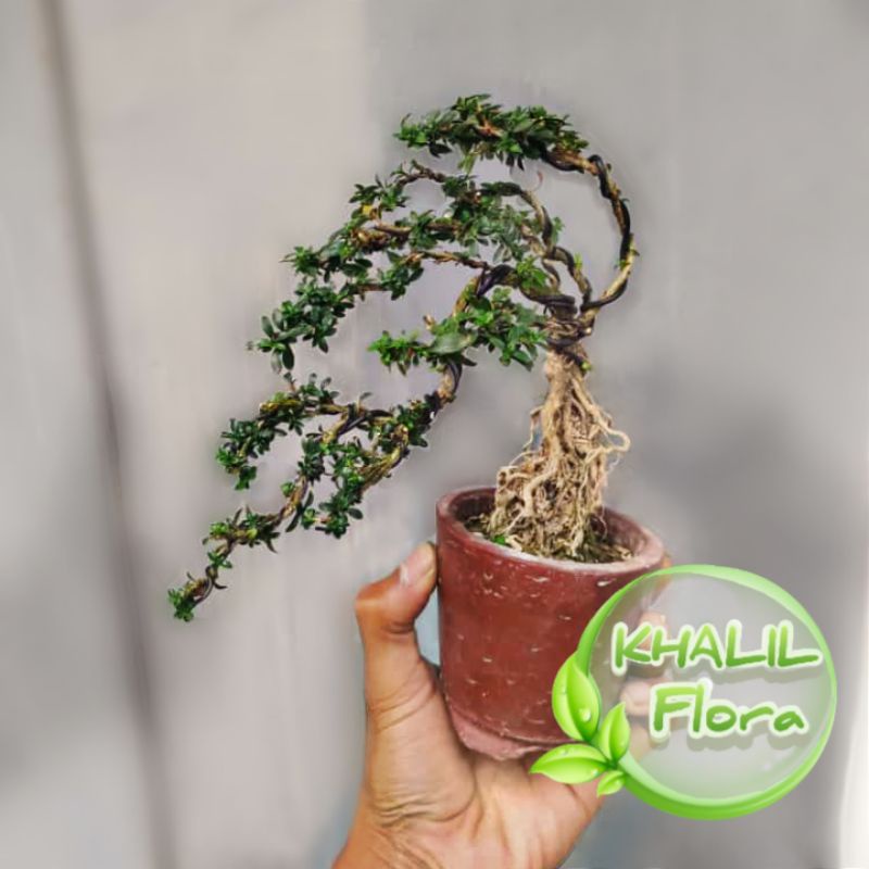 Tanaman Bonsai Mini Hidup / Bonsai Seribu Bintang Murah / Bonsai Seribu Bintang Micro