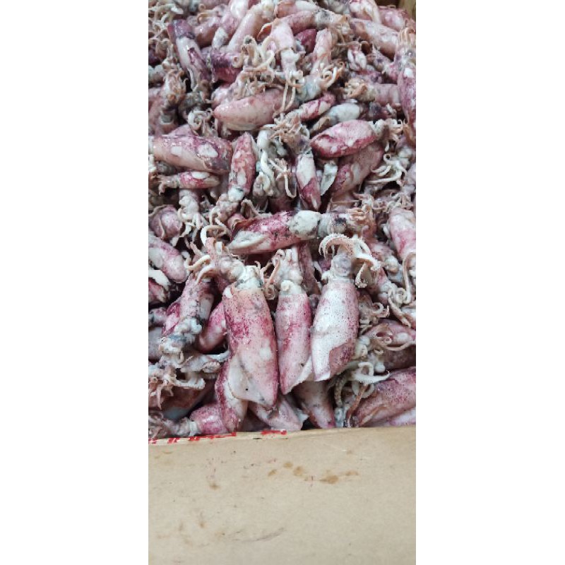 

Cumi asin 1kg Termurah/cumi asin rebus/ikan asin cumi