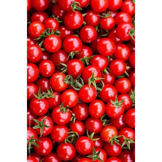 

Tomat Segar Asli Petani