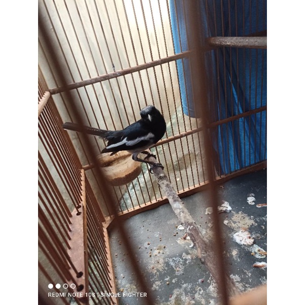 Burung kacer jabar jantan prospek pilihan