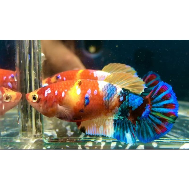 female multicolor, 2 male fccp