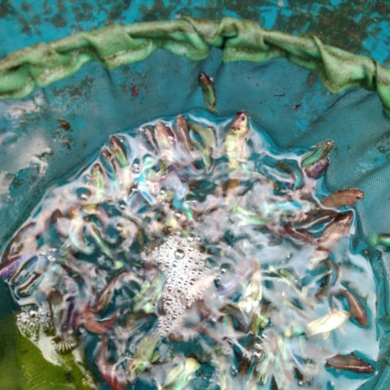 ikan cupang betta fancy cooper koi multi