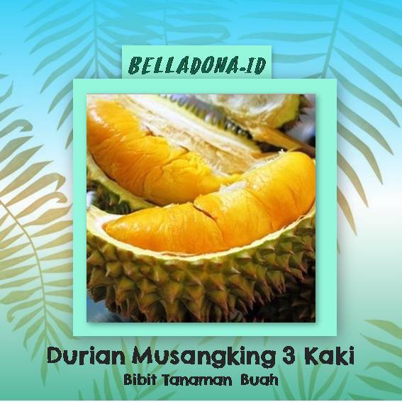 

Bibit Tanaman Buah Durian Musangking 3 Kaki