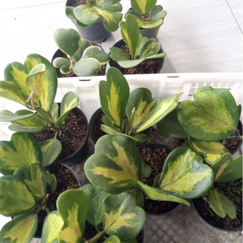 Tanaman hoya kerii hoya love variegata cluster