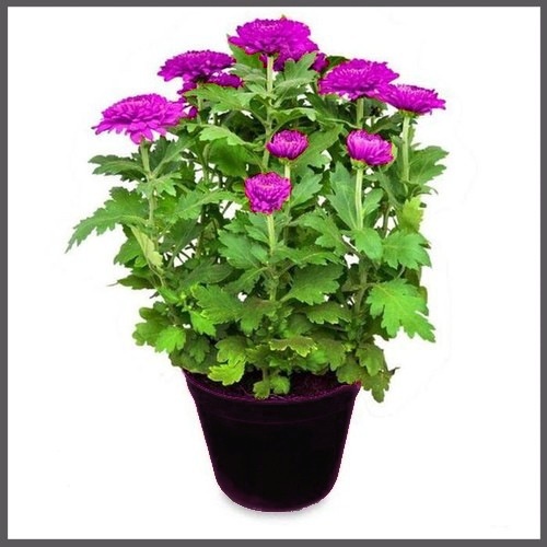 TANAMAN HIAS krisan bunga ungu