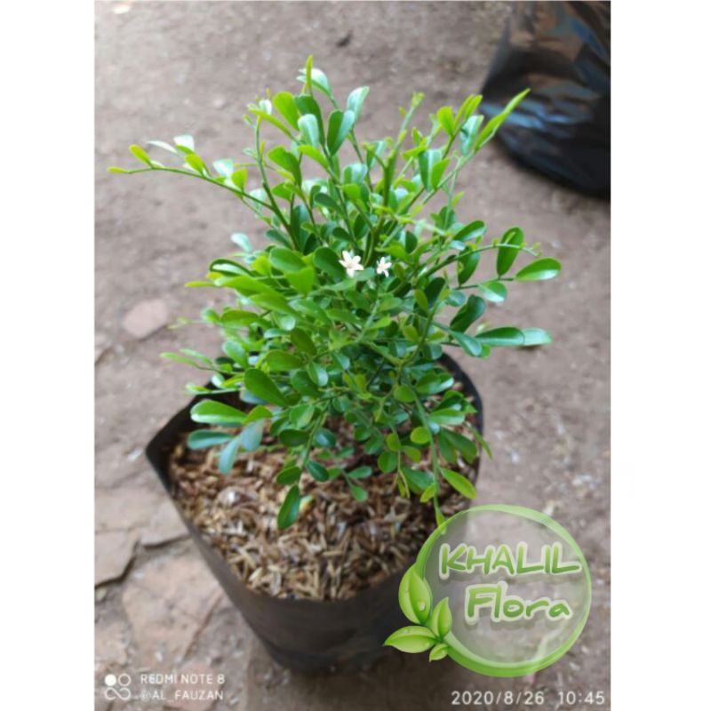 Bibit Micro Pohon Kemuning Micro Bahan Bonsai Tanaman Hias Kemuning Mikro