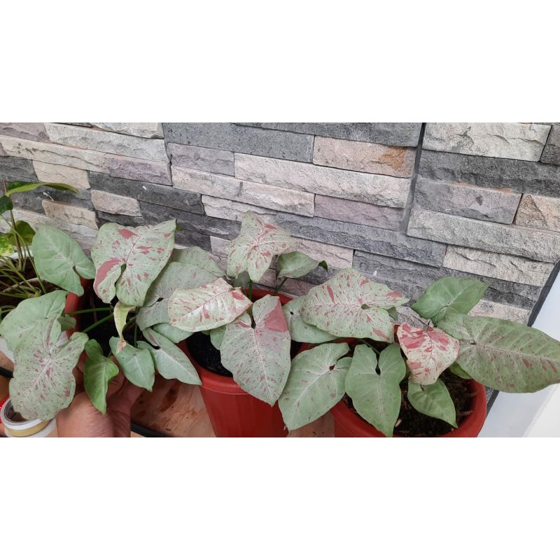 Singonium Milk Confetti