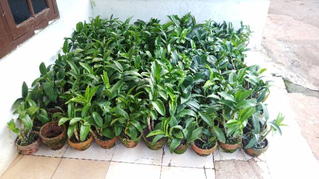 Promo Murah Anggrek dendrobium dewasa bangkok perbatang