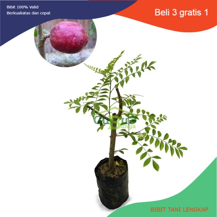 Bibit Tanaman Buah Kedondong Merah-Bibit Kedondong