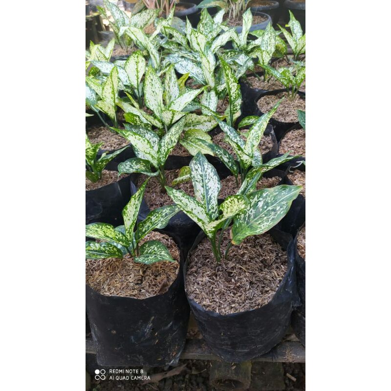 bunga Aglonema snow white