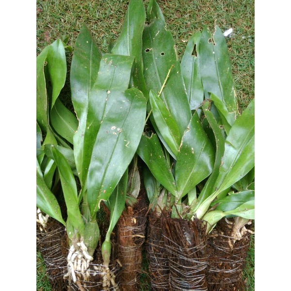 Semua Jenis anggrek, Anggrek Dewasa perumpun