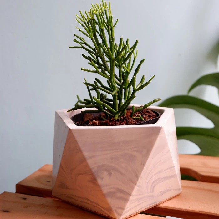 Pot Imut Salma Marble,untuk kaktus maupun tillandsia