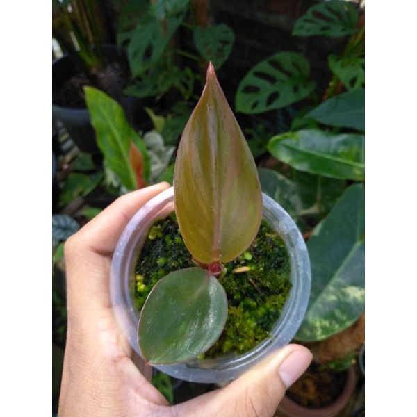 Philodendron white knight