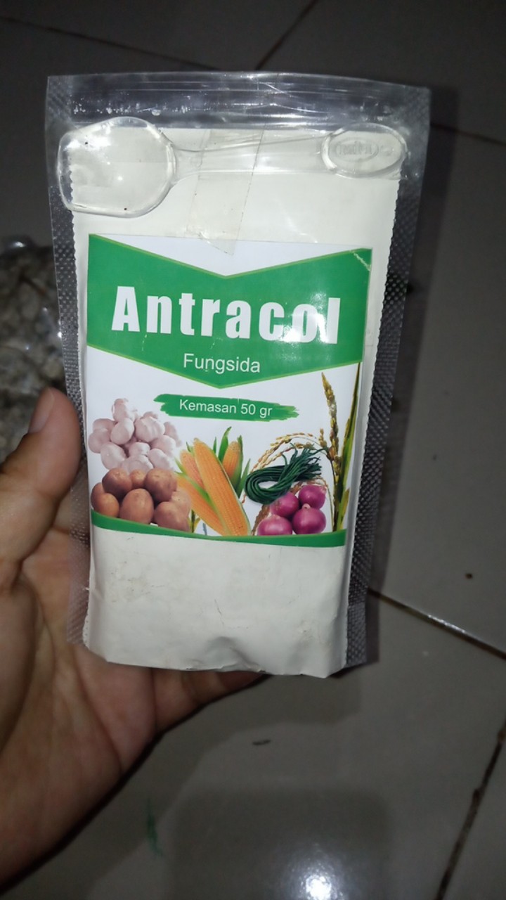 Pembasmi Hama Jamur Pada Tanaman (fungisida Antracol)