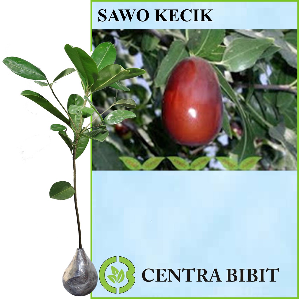 Tanaman Buah Sawo Kecik