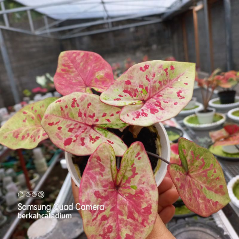 Bibit Caladium Raspberry Moon Thai Series