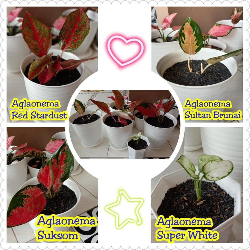 paket 4 baby aglonema ( suksom,sultan brunei, super white, Stardust )