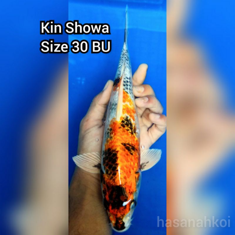 Ikan Koi Kin Showa 4004