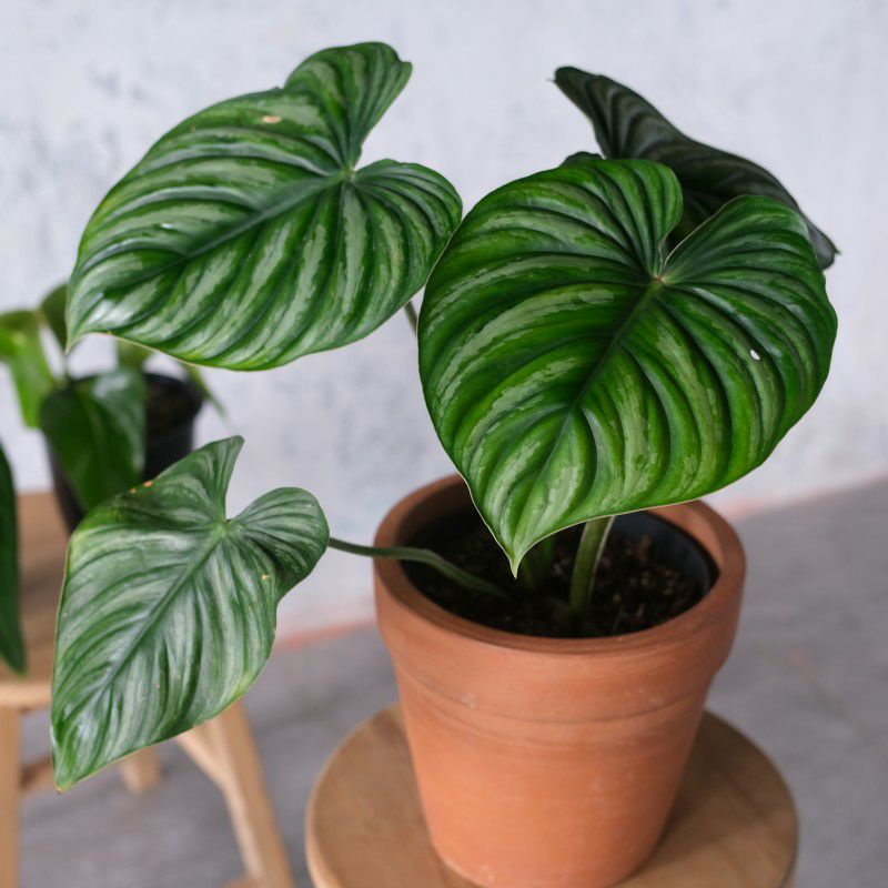 Philodendron Plowmani