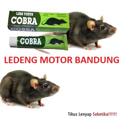 Lem Tikus Cobra Jebakan Tempel Kuat Lengkep Trap Racun Usir Kecoa 70gr