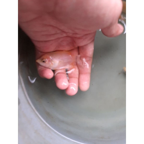 Ikan Gurame Padang Ukuran Korek Gas