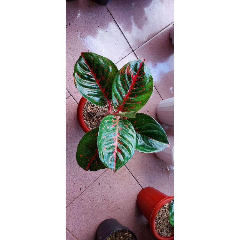 Aglonema Wulandari Lokal